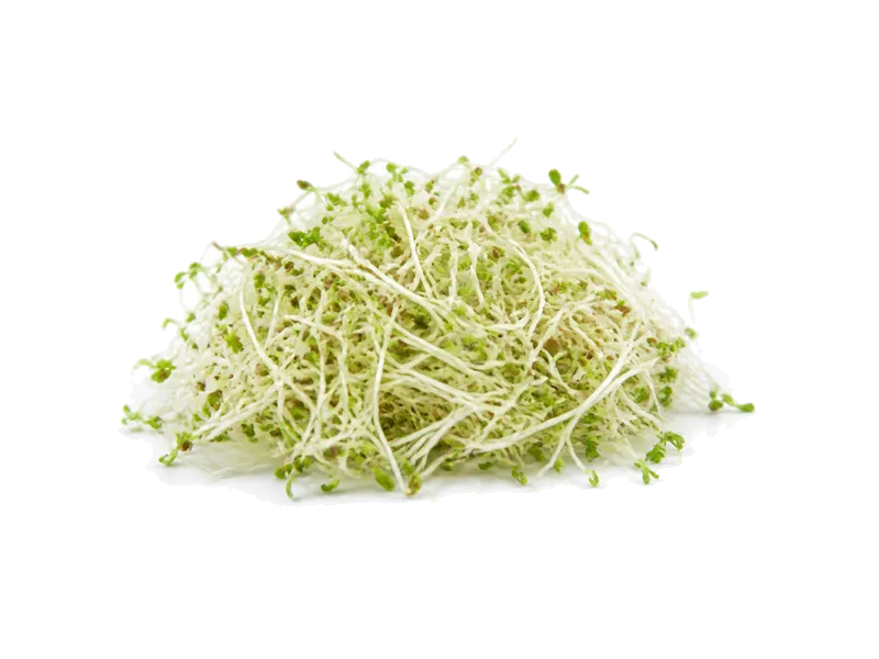 Kiełki lucerny – białko 4g, kalorie 23 kcal, węglowodany i tłuszcz na 100g | zdrowe odżywianie