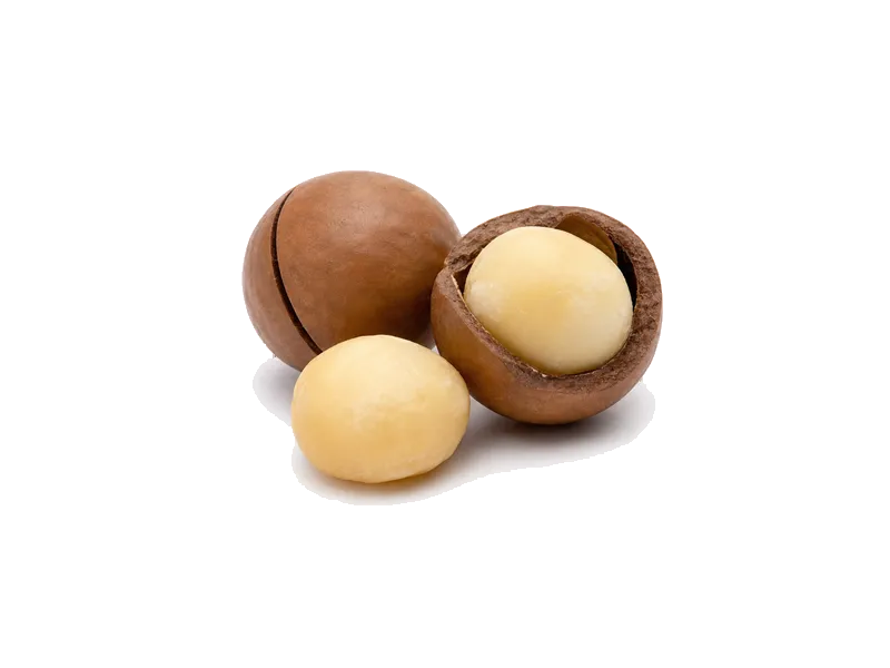 Orzechy makadamia – białko 8g, kalorie 718 kcal, węglowodany i tłuszcz na 100g | zdrowe odżywianie