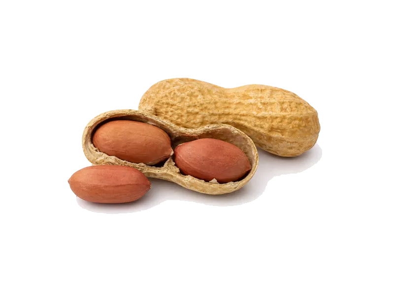 Orzechy ziemne – białko 26g, kalorie 567 kcal, węglowodany i tłuszcz na 100g | zdrowe odżywianie