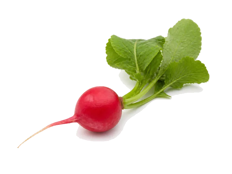 Rzodkiewka – białko 0.7g, kalorie 16 kcal, węglowodany i tłuszcz na 100g | zdrowe odżywianie