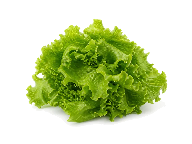 Sałata – białko 1.3g, kalorie 13 kcal, węglowodany i tłuszcz na 100g | zdrowe odżywianie